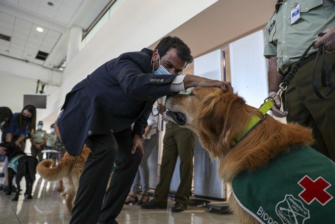 Χιλή: Σκυλιά μυρίζουν τον κορονοϊό στους επιβάτες που ταξιδεύουν
